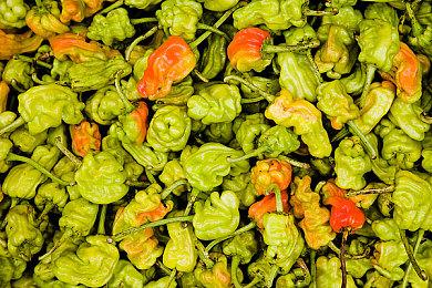 《吸血鬼幸存者》多人合作模式实机演示 8月更新